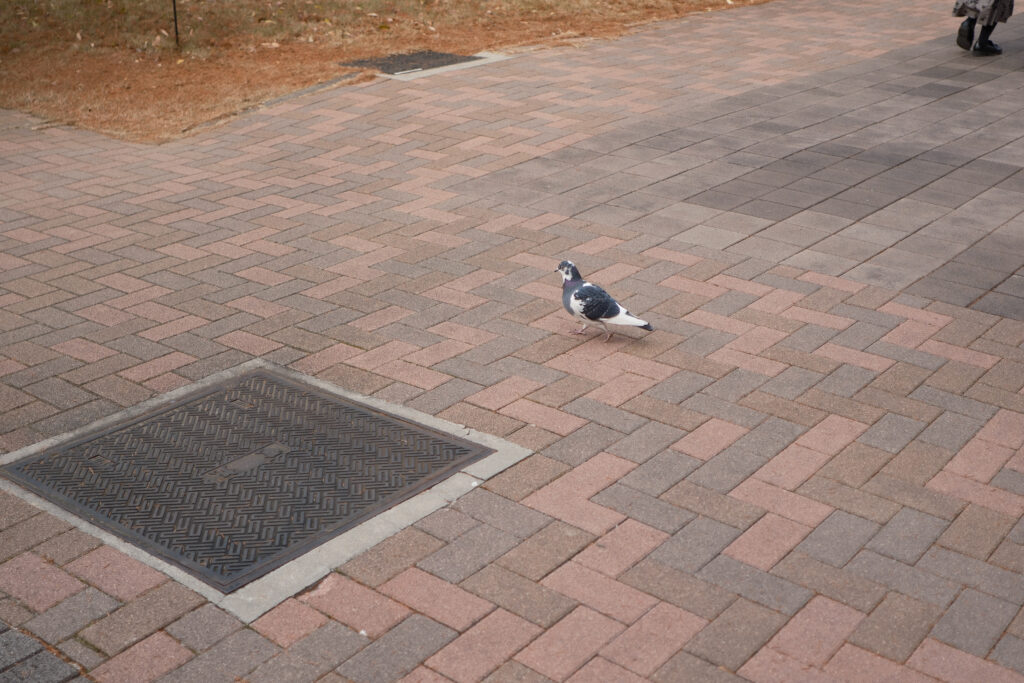 白と黒のまだら模様の鳩