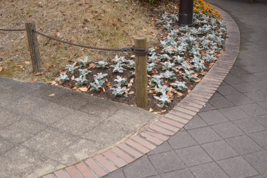 地面い植えられた花