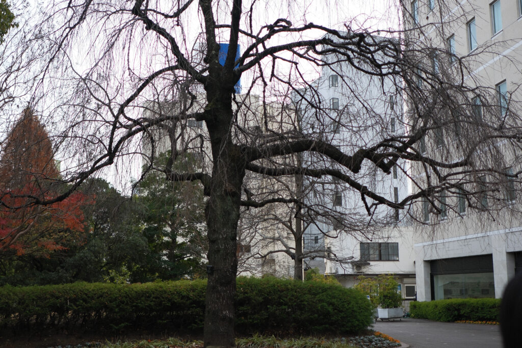 枝垂れ桜の木