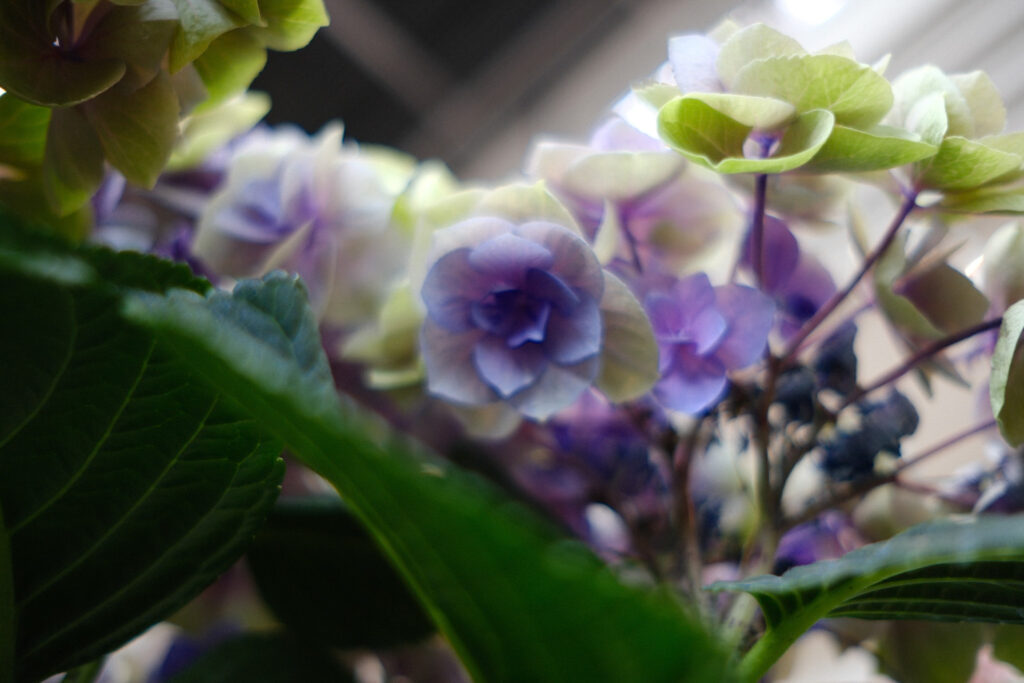 ぎふワールド・ローズガーデンの紫陽花