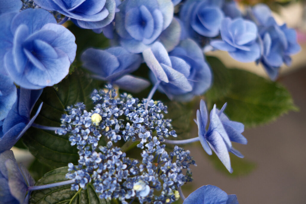 ぎふワールド・ローズガーデンの紫陽花