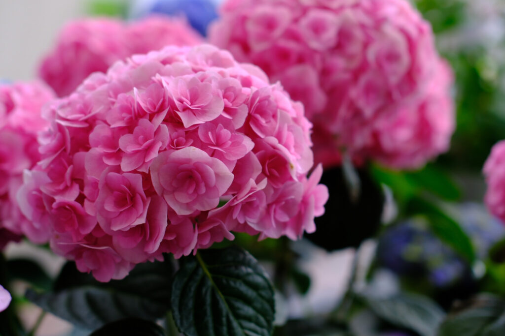 ぎふワールド・ローズガーデンの紫陽花