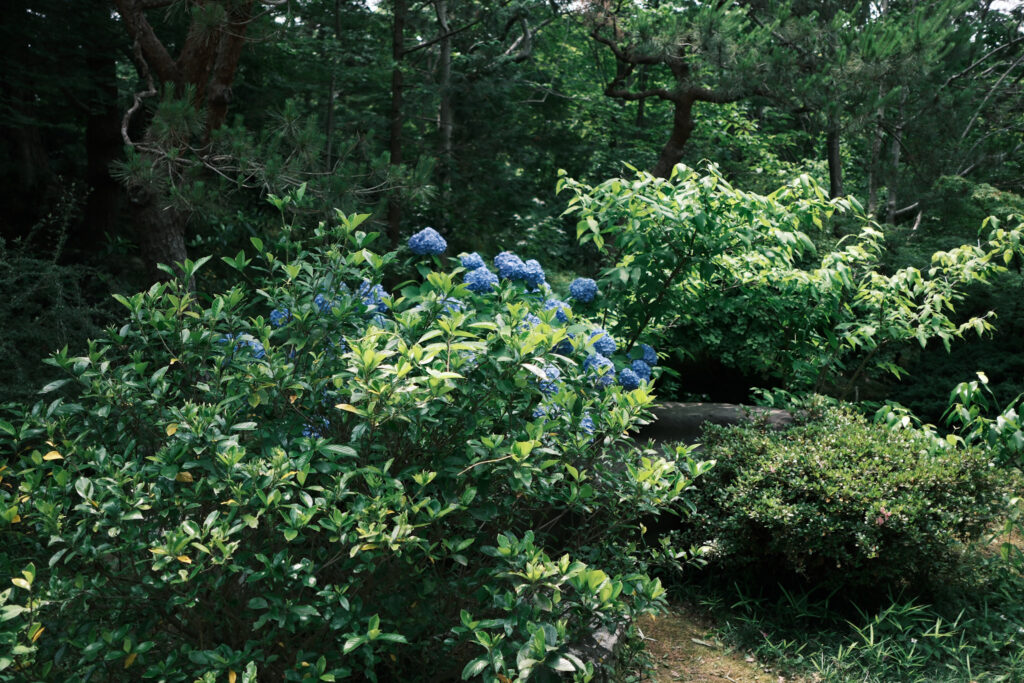 白鳥庭園の紫陽花