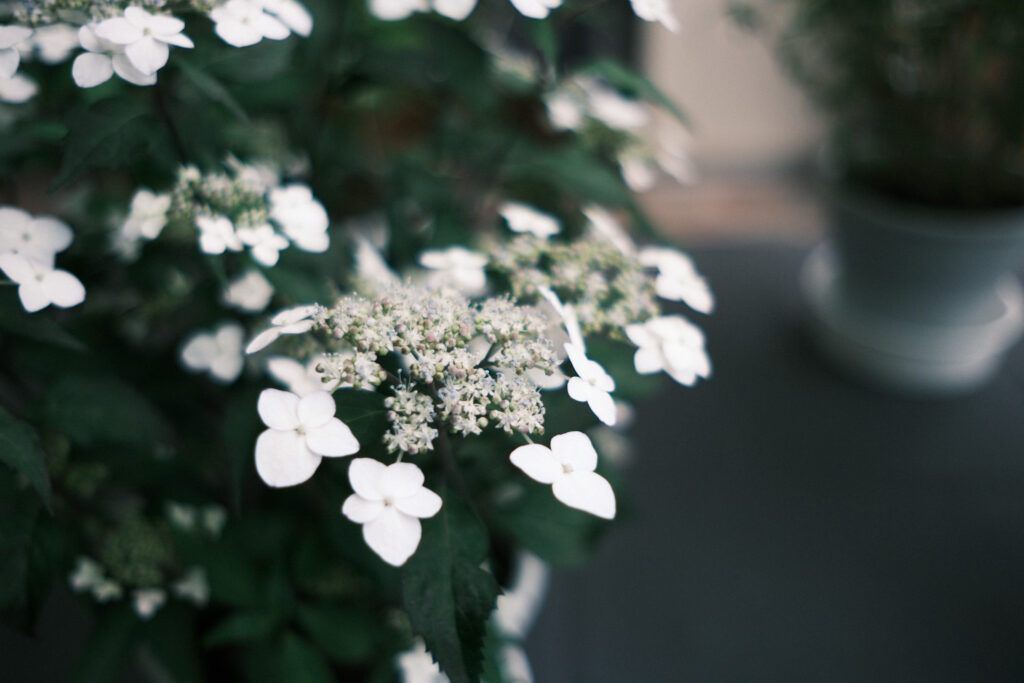 ぎふワールド・ローズガーデンの紫陽花
