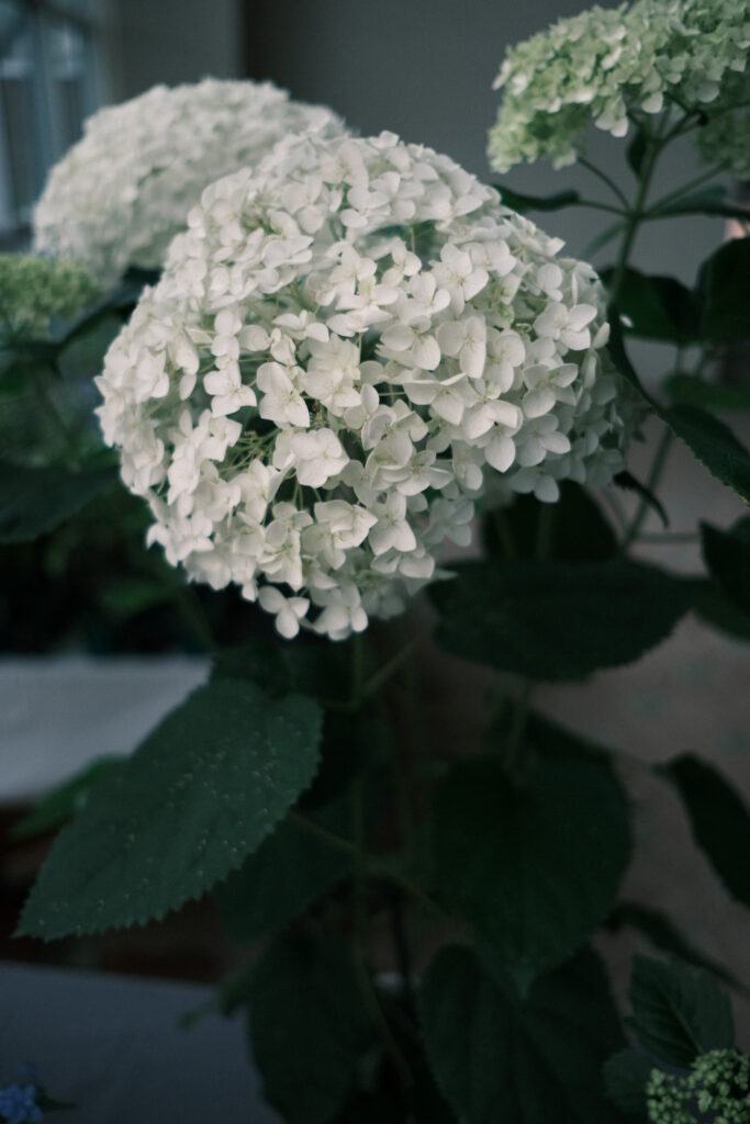 ぎふワールド・ローズガーデンの紫陽花