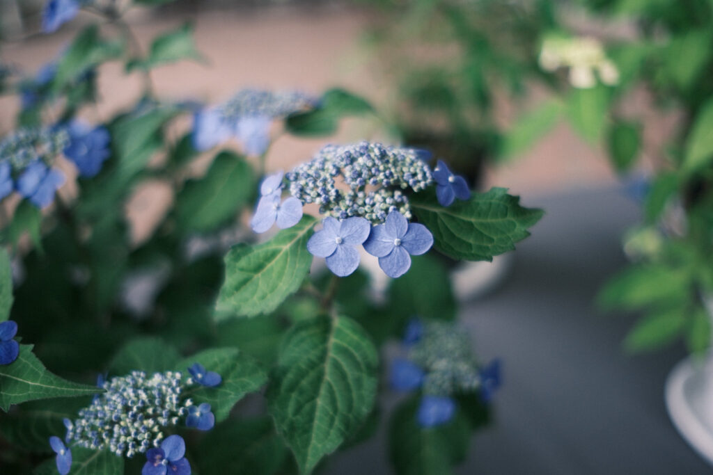 ぎふワールド・ローズガーデンの紫陽花
