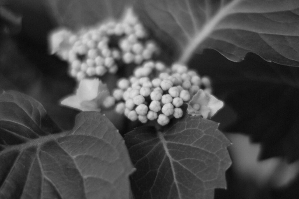 モノクロな紫陽花
