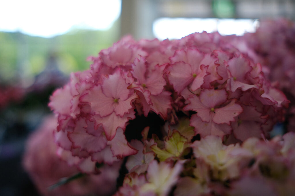 ぎふワールド・ローズガーデンの紫陽花