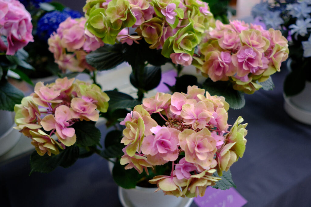 ぎふワールド・ローズガーデンの紫陽花