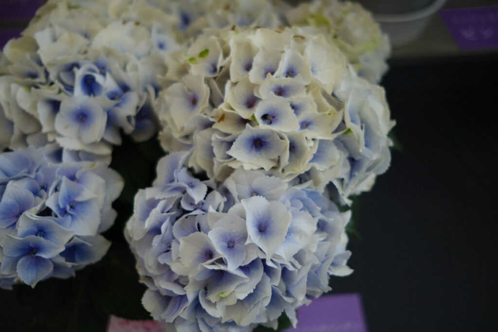 ぎふワールド・ローズガーデンの紫陽花