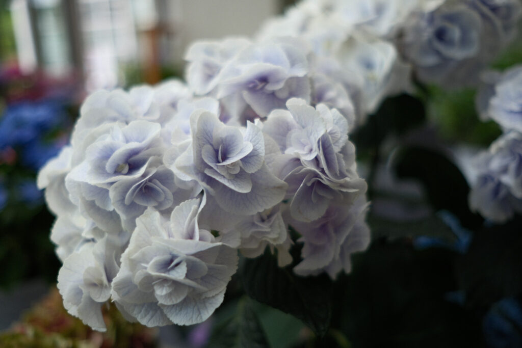 ぎふワールド・ローズガーデンの紫陽花
