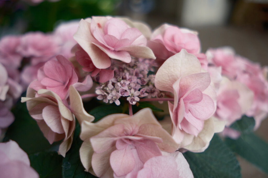 ぎふワールド・ローズガーデンの紫陽花
