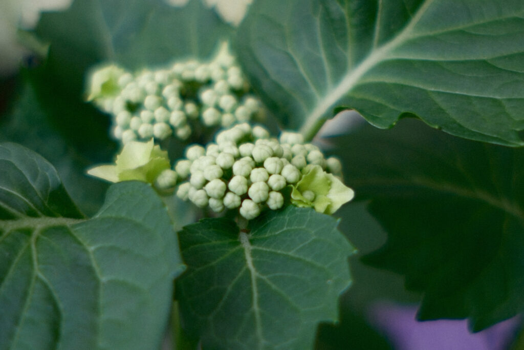 ぎふワールド・ローズガーデンの紫陽花
