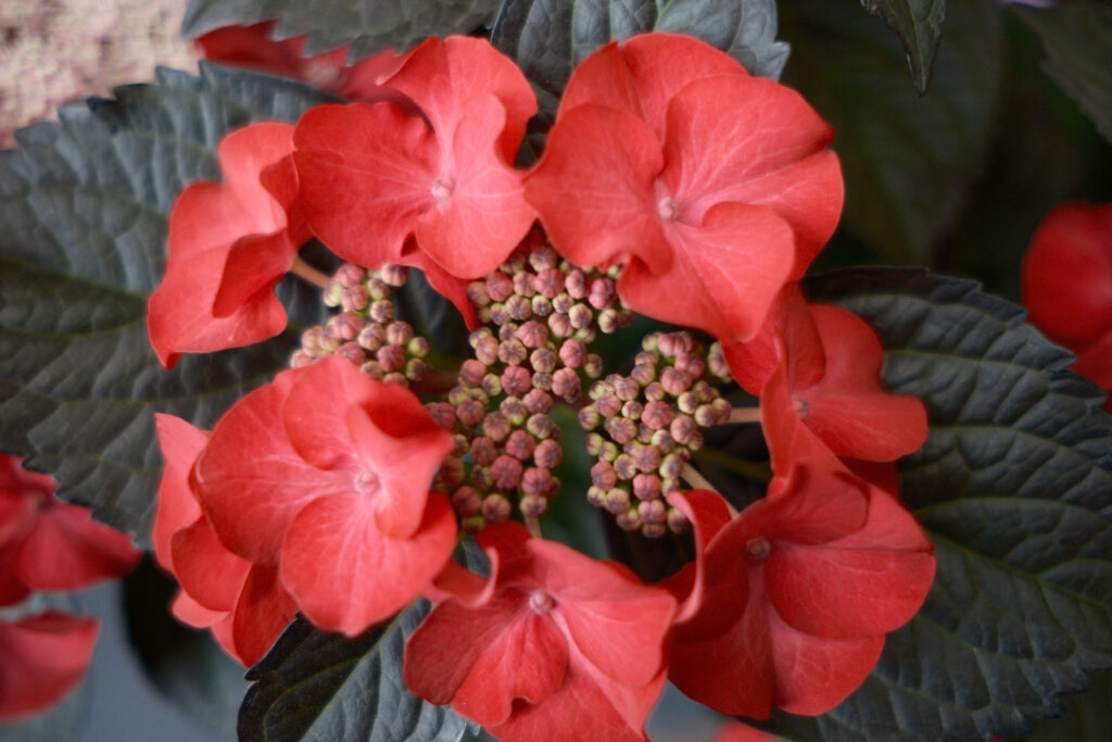 ぎふワールド・ローズガーデンの紫陽花