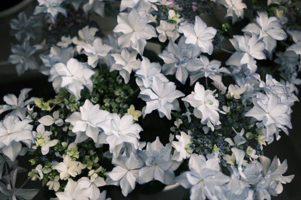 ぎふワールド・ローズガーデンの紫陽花