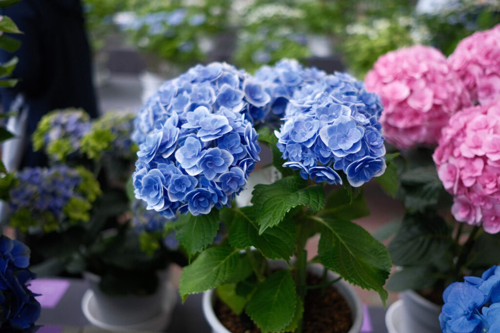 ぎふワールド・ローズガーデンの紫陽花