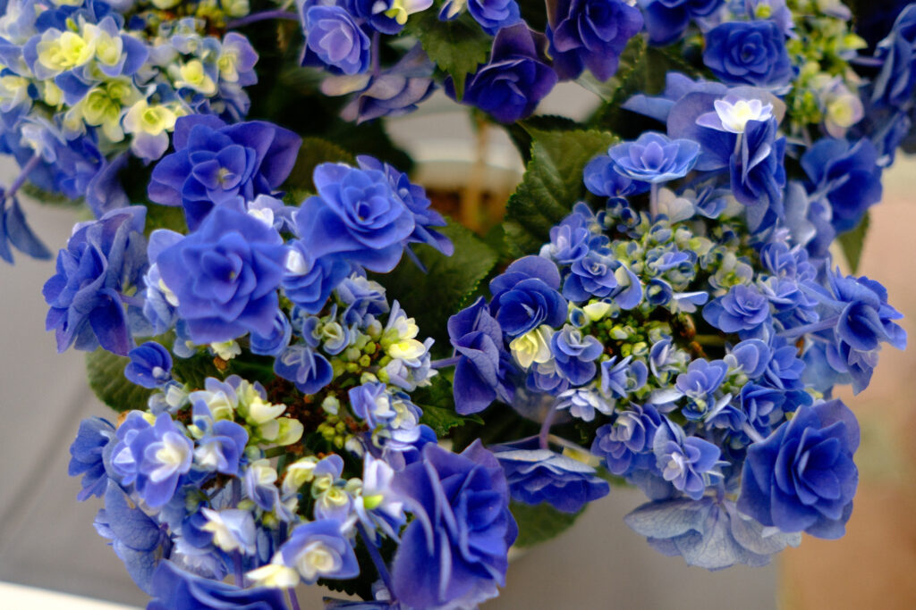 ぎふワールド・ローズガーデンの紫陽花