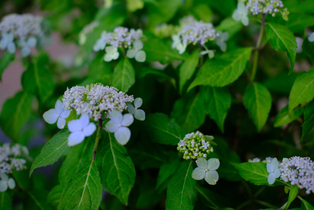 ぎふワールド・ローズガーデンの紫陽花