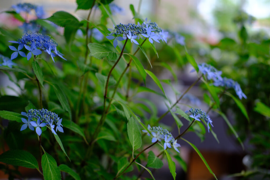 ぎふワールド・ローズガーデンの紫陽花