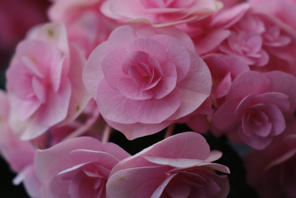 ぎふワールド・ローズガーデンの紫陽花