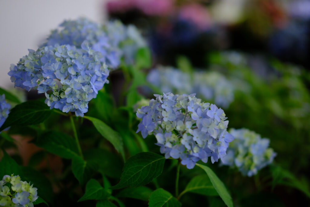 ぎふワールド・ローズガーデンの紫陽花