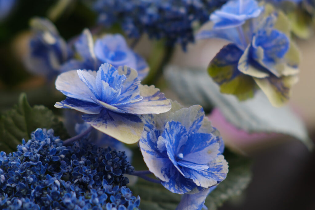 ぎふワールド・ローズガーデンの紫陽花