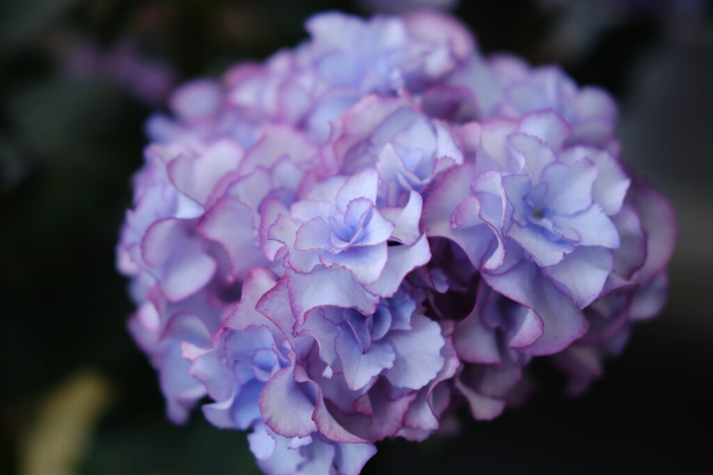 ぎふワールド・ローズガーデンの紫陽花
