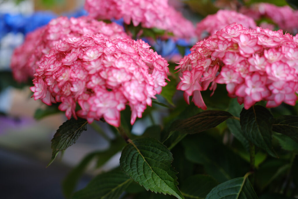 ぎふワールド・ローズガーデンの紫陽花