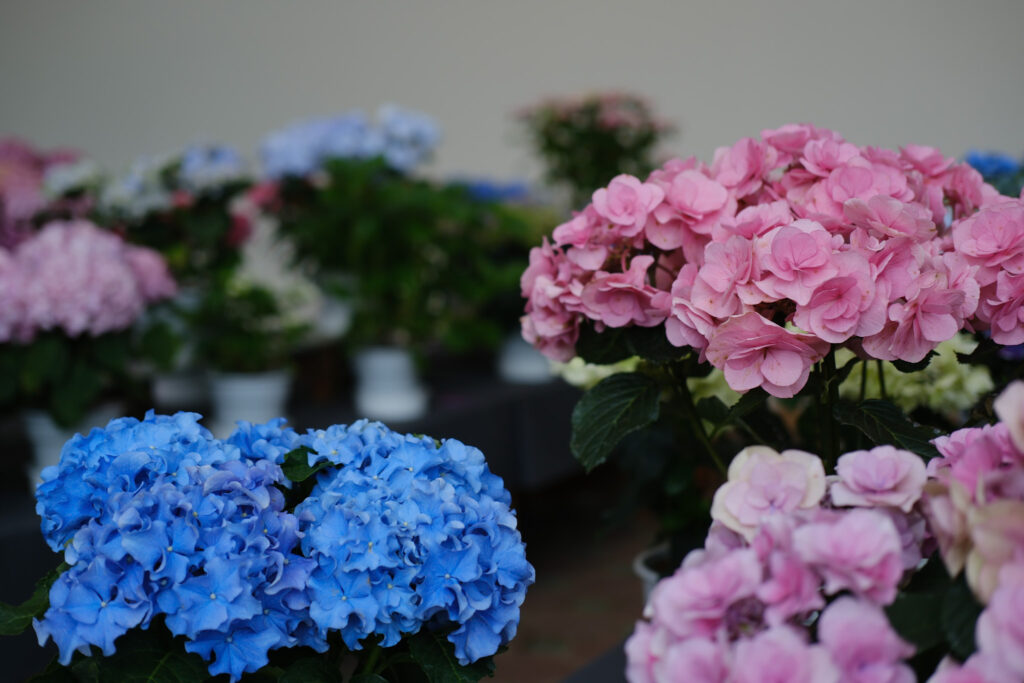 ぎふワールド・ローズガーデンの紫陽花