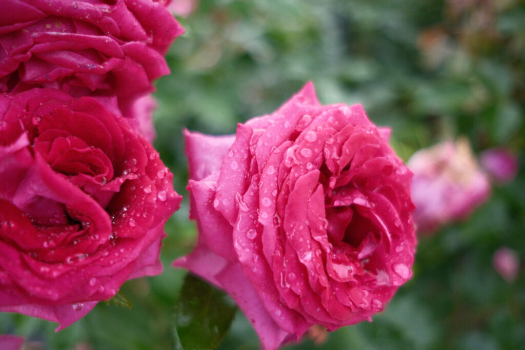 雨に濡れる薔薇