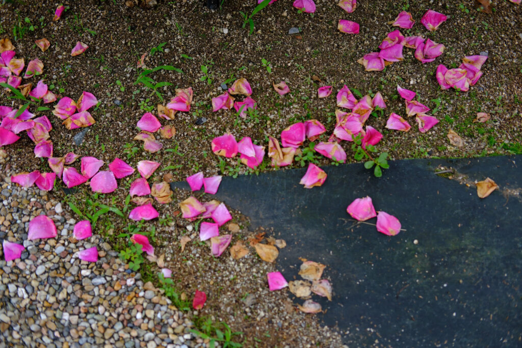 足元の薔薇