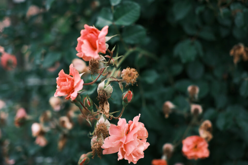 ぎふワールド・ローズガーデンの薔薇