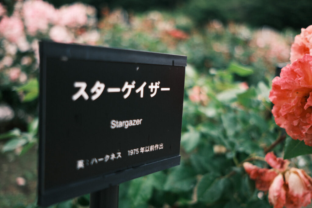 スターゲイザーの薔薇