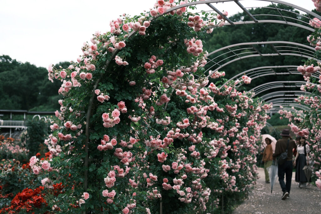 ぎふワールド・ローズガーデンの薔薇