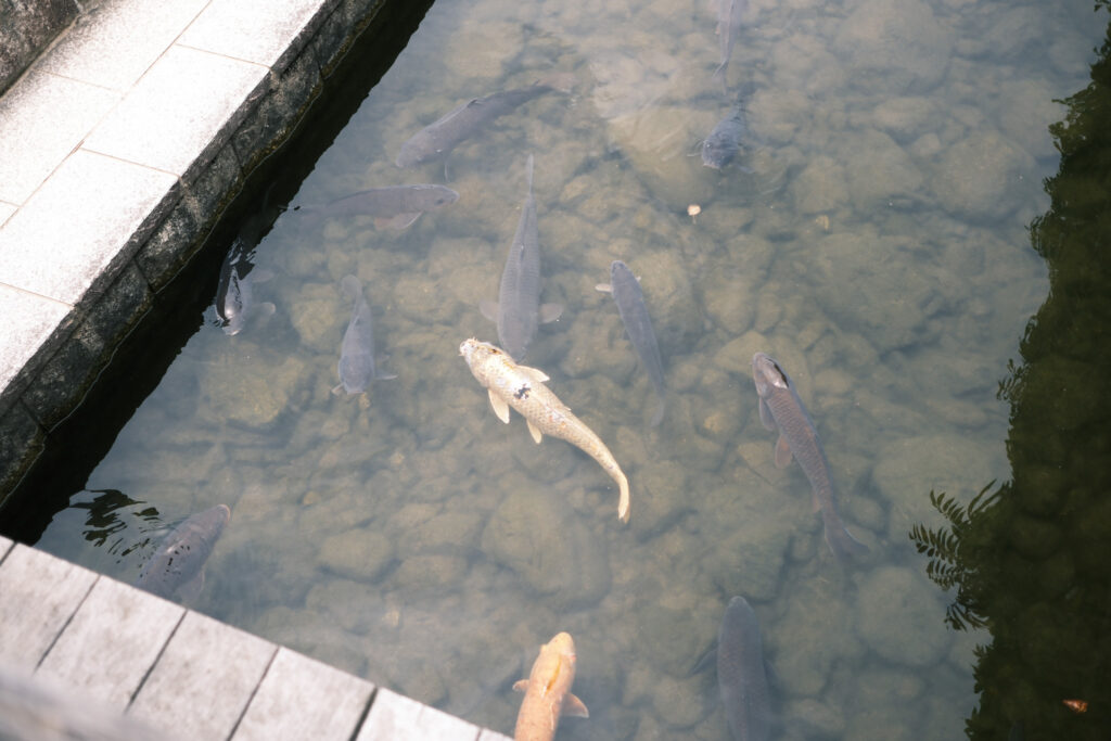 白鳥庭園 鯉