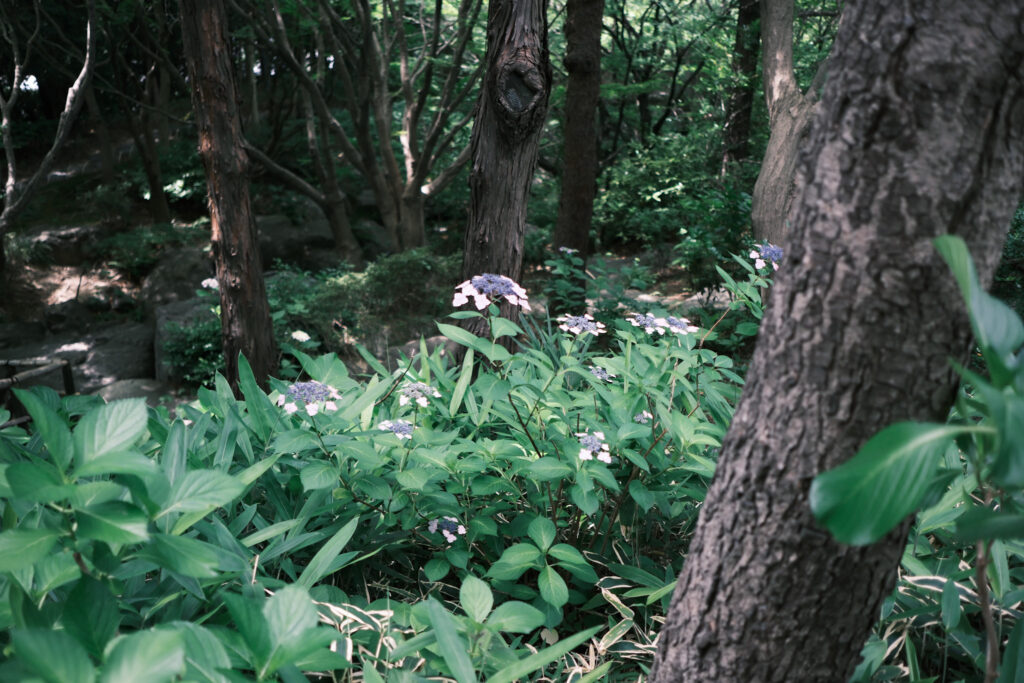 白鳥庭園の額紫陽花