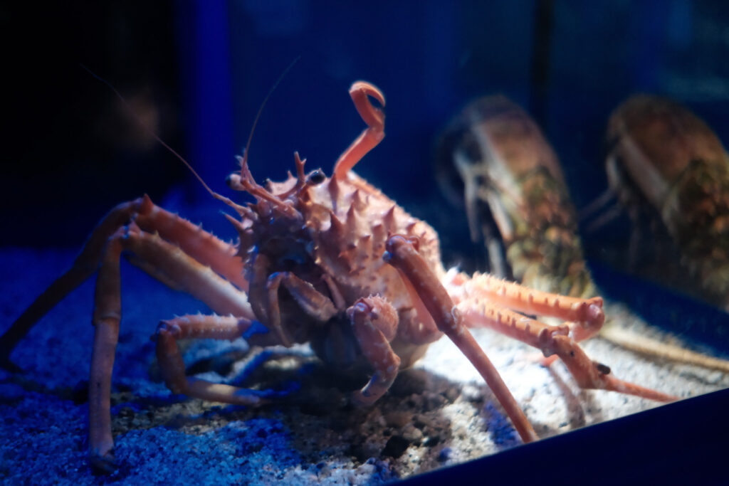碧南海浜水族館のカニ