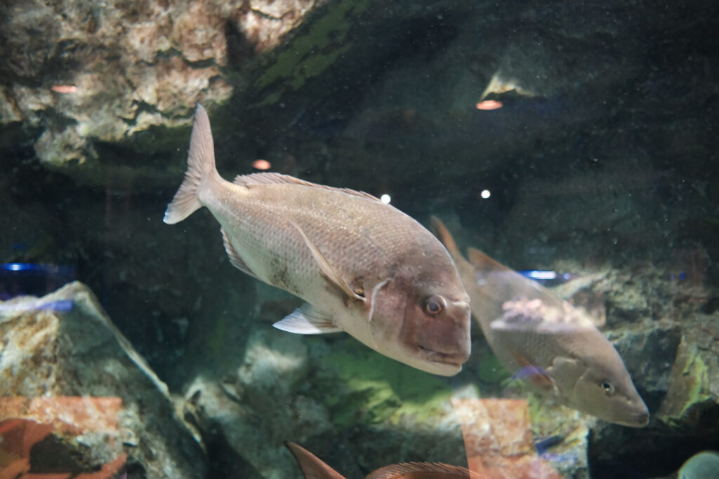碧南海浜水族館の魚