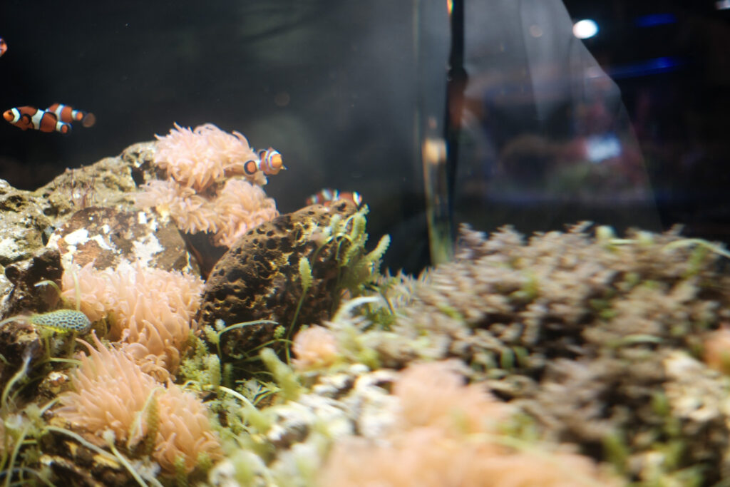 碧南海浜水族館のニモ