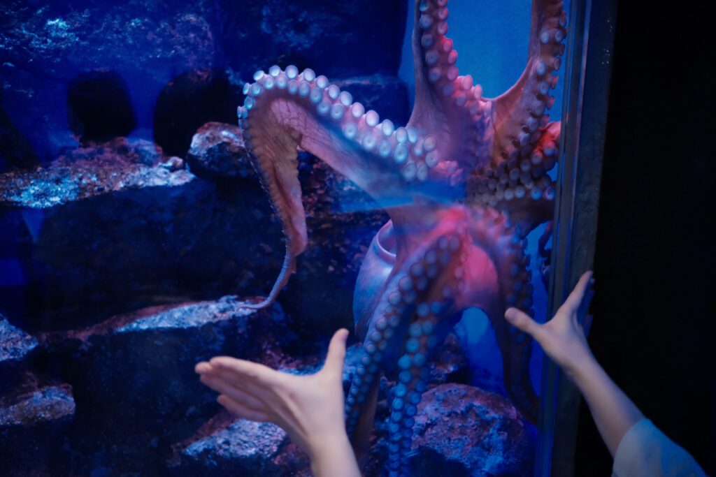 碧南海浜水族館のタコ
